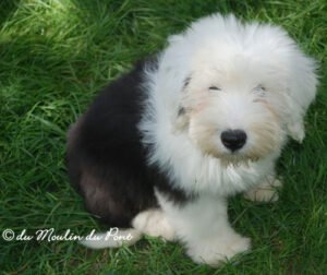 Pollux