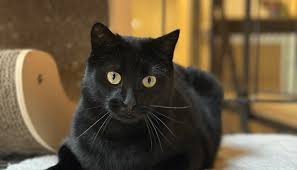 Felix